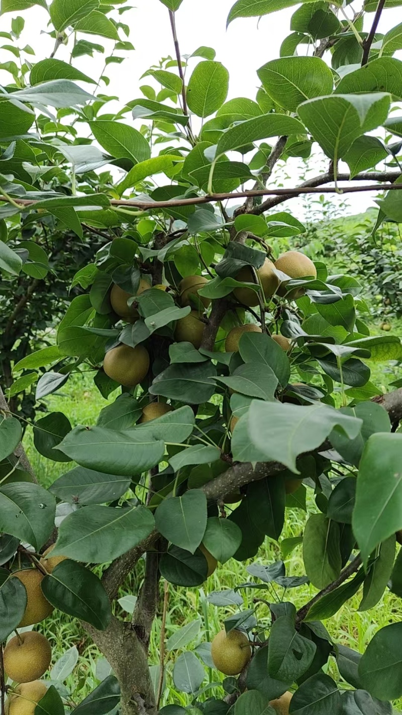 翠冠梨湖北黄冈蕲春