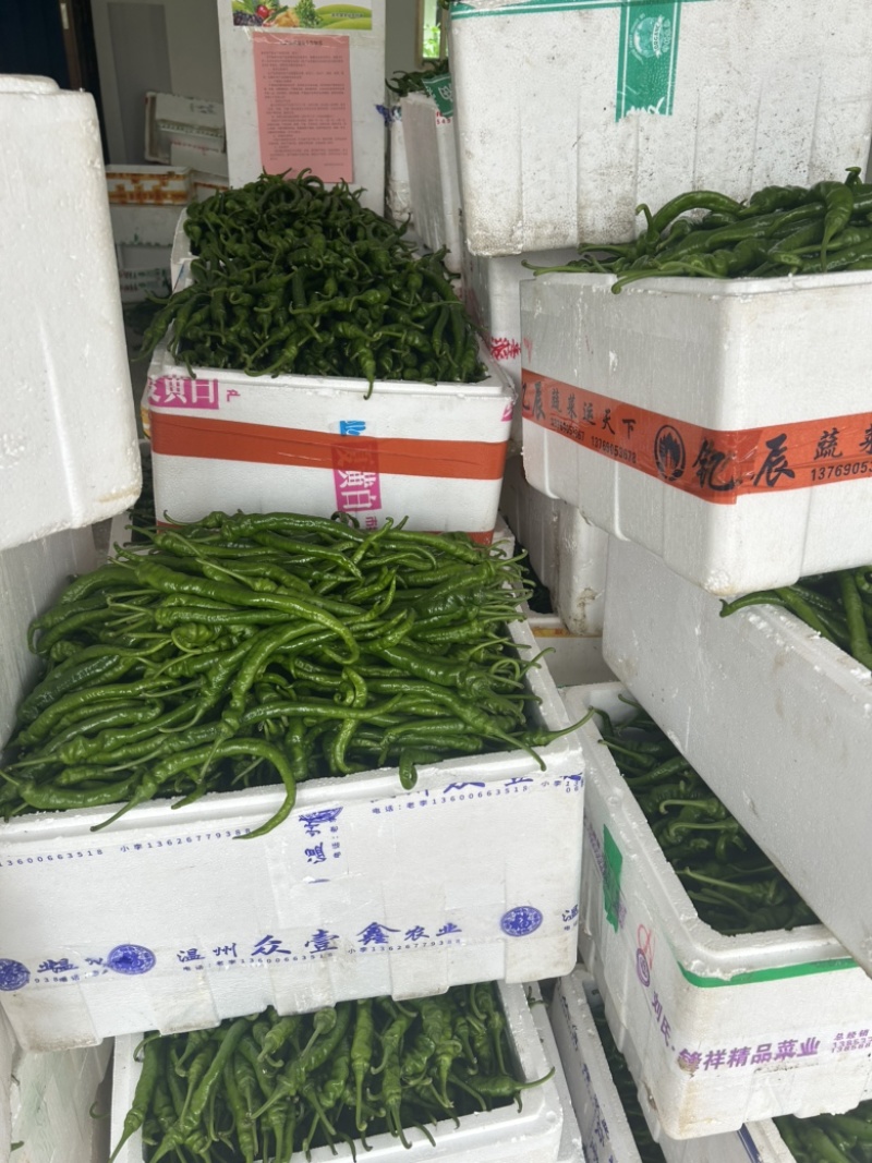 福建高山新苗薄皮鲜辣椒：23078号55号辣椒
