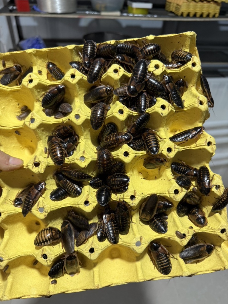 销售杜比亚蟑螂各种规格，0.5-1，1-1.5，1.5-2…