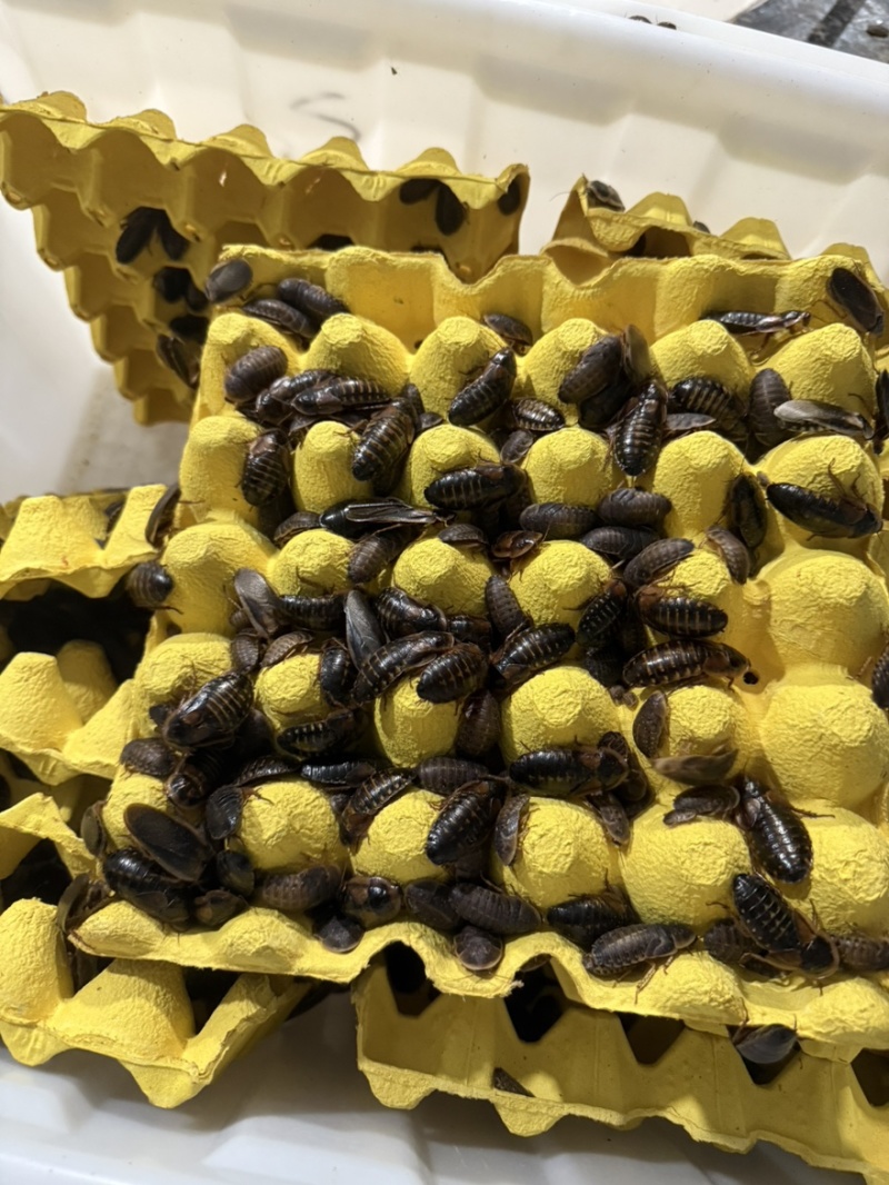 销售杜比亚蟑螂各种规格，0.5-1，1-1.5，1.5-2…