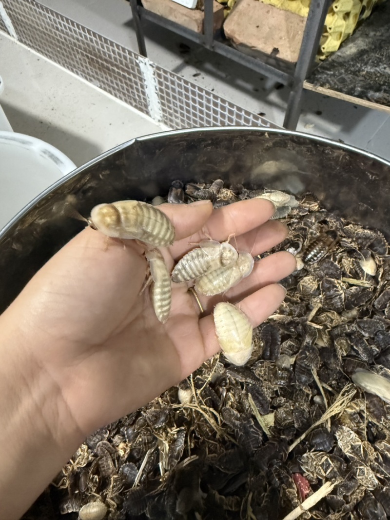 销售杜比亚蟑螂各种规格，0.5-1，1-1.5，1.5-2…