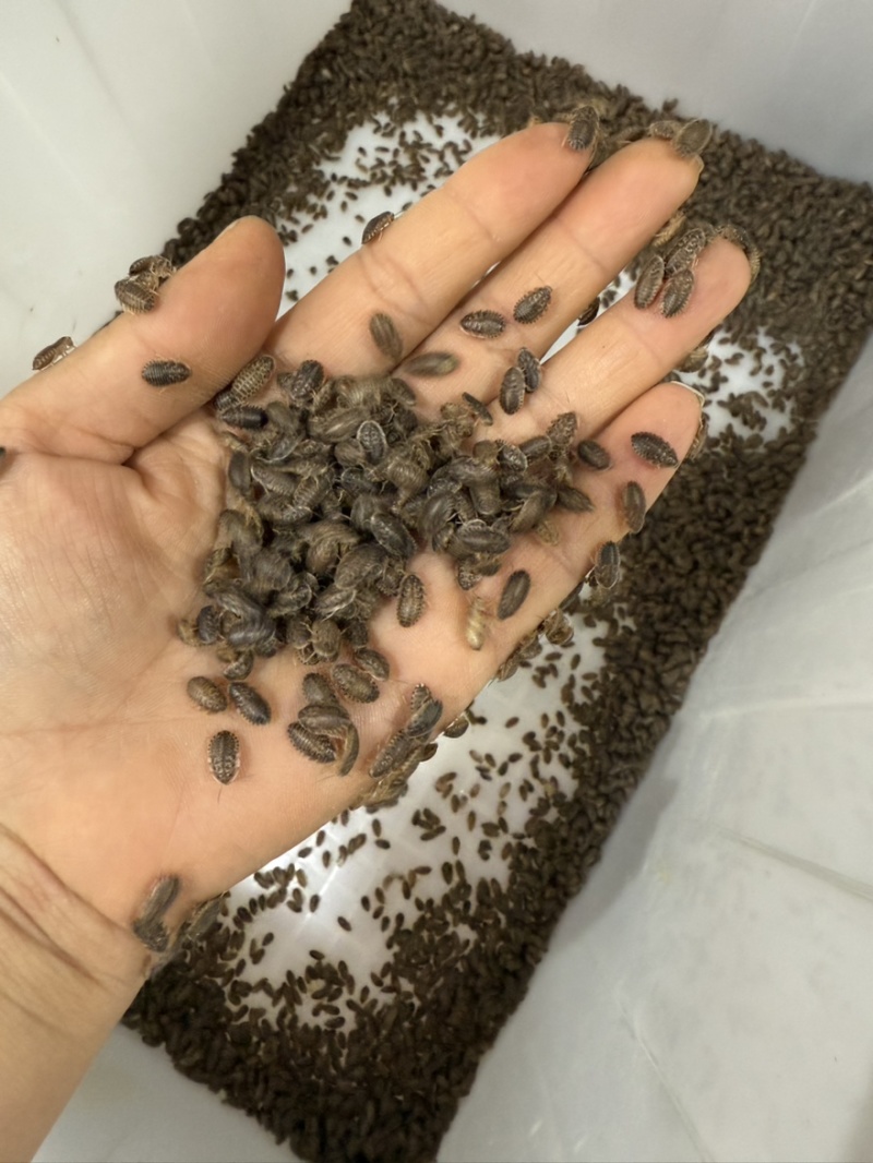 销售杜比亚蟑螂各种规格，0.5-1，1-1.5，1.5-2…