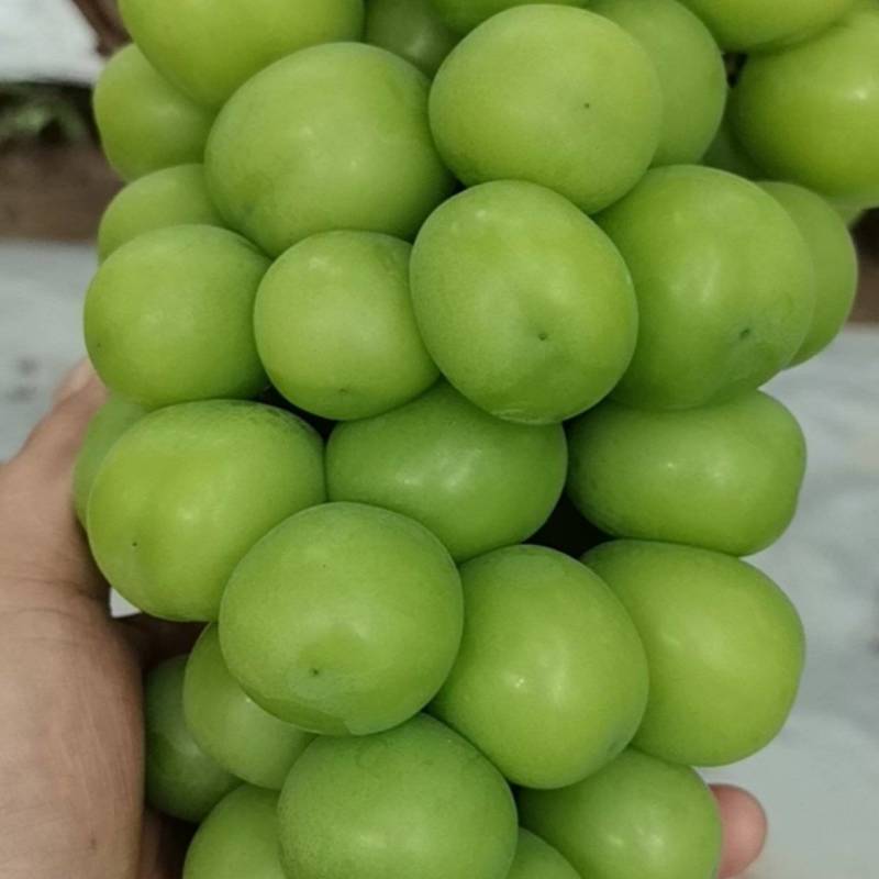 彭山阳光玫瑰，现摘现发，精品葡萄大量接单欢迎来电