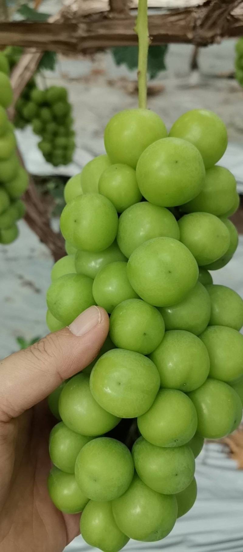 彭山阳光玫瑰，现摘现发，精品葡萄大量接单欢迎来电