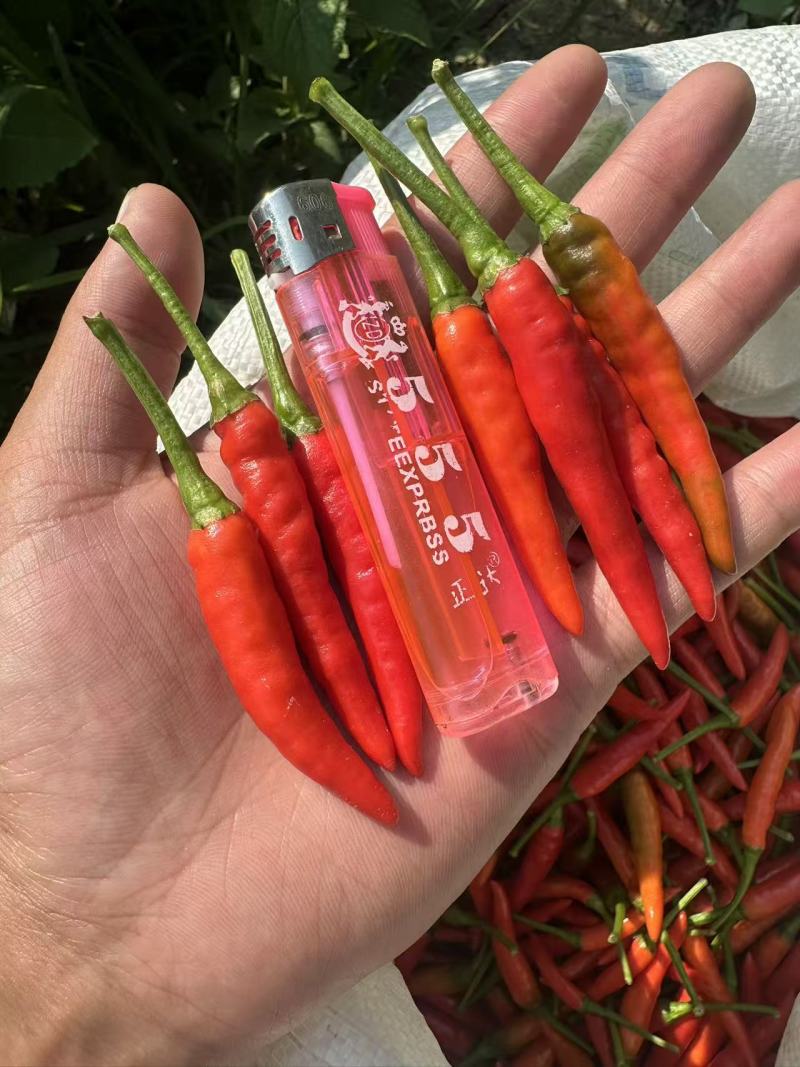 贵州辣椒自己种植有几十亩的小米辣如需要大量可以帮忙收购