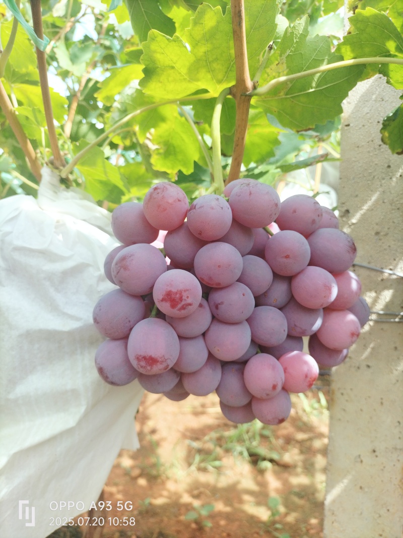 红堤
