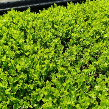 法国皇后芹菜苗