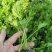 法国皇后芹菜苗