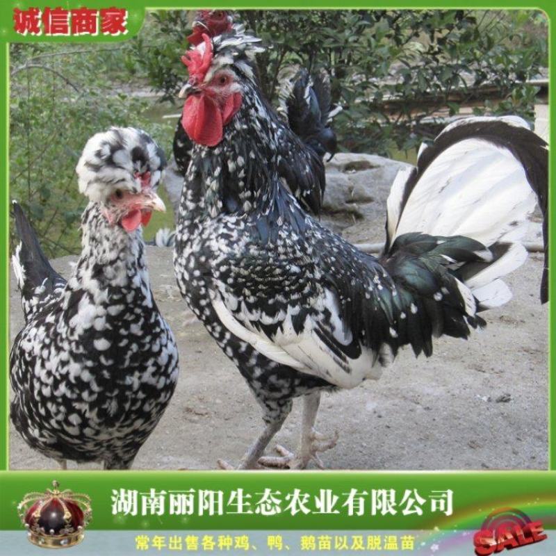 厂家直销贵妃鸡苗麻花鸡苗凤冠鸡苗乌鸡苗珍禽苗