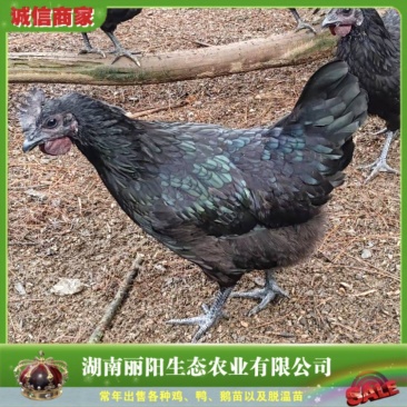 鸡苗黑乌鸡苗五黑鸡苗五黑一绿鸡苗黑乌绿壳蛋鸡