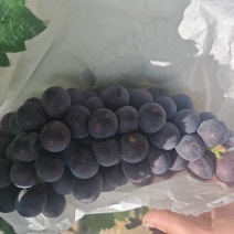 颜色好看果甜的京亚葡萄