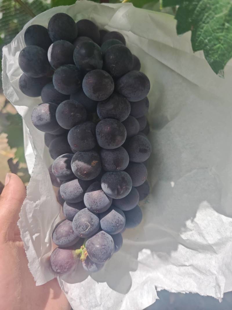 颜色好看果甜的京亚葡萄
