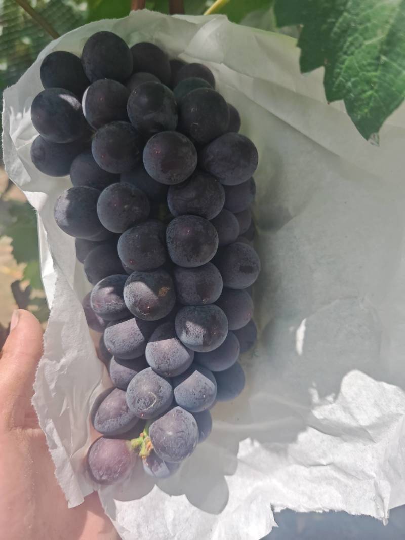 颜色好看果甜的京亚葡萄