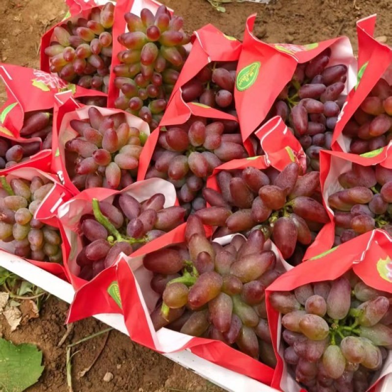 茉莉香葡萄大量上市了