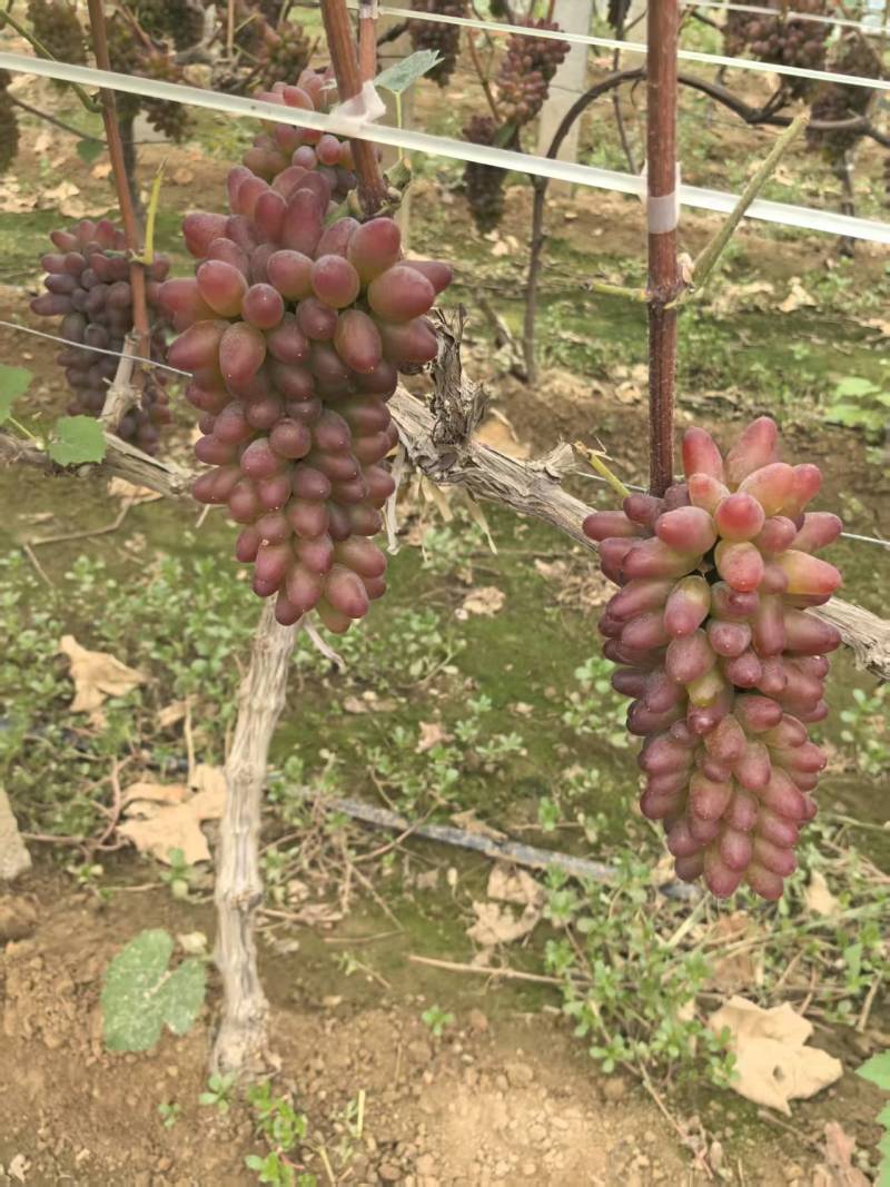 茉莉香葡萄大量上市了