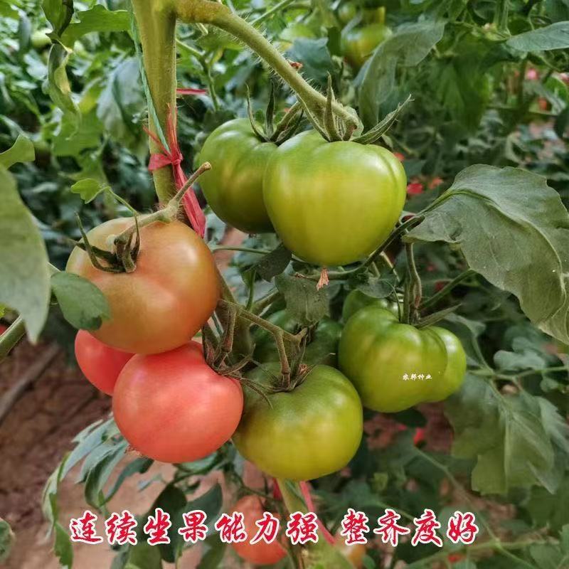 西红柿苗硬粉西红柿苗0.45-0.65元/棵;草莓番茄苗