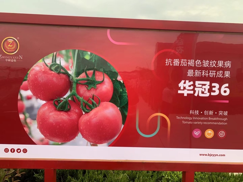 西红柿苗硬粉西红柿苗0.45-0.65元/棵;草莓番茄苗