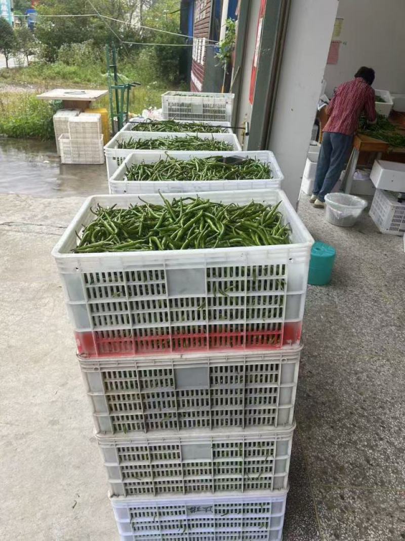 杭椒