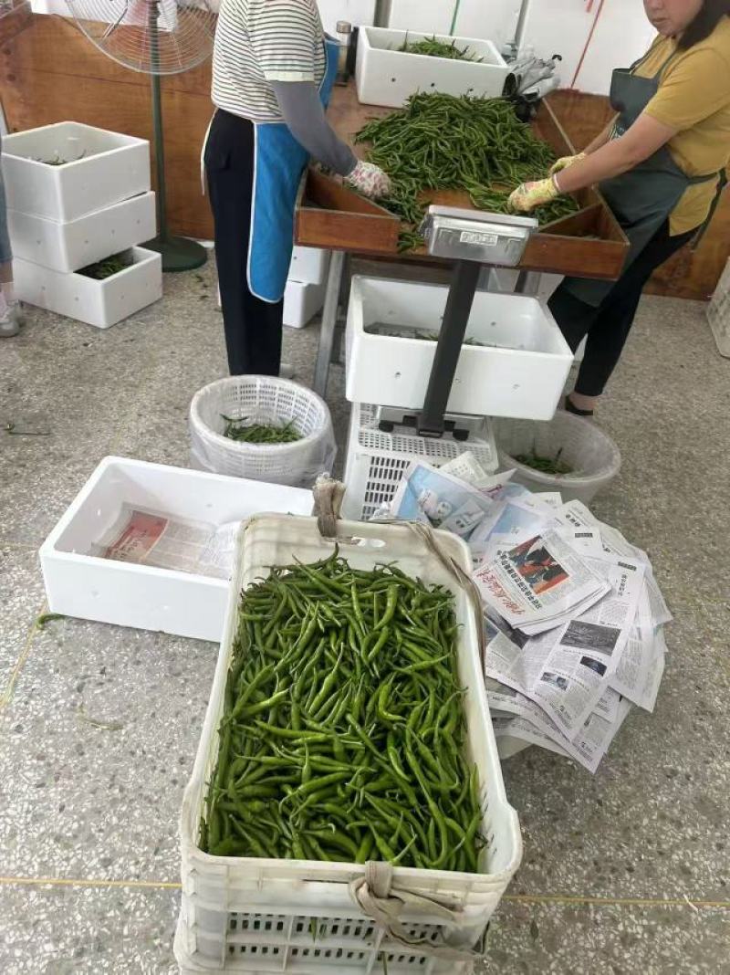 杭椒