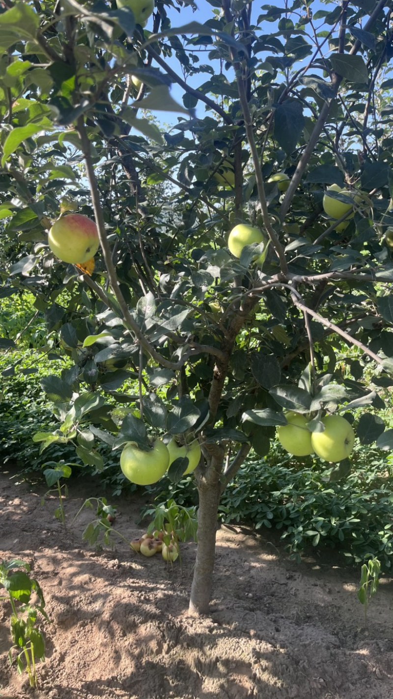 苹果