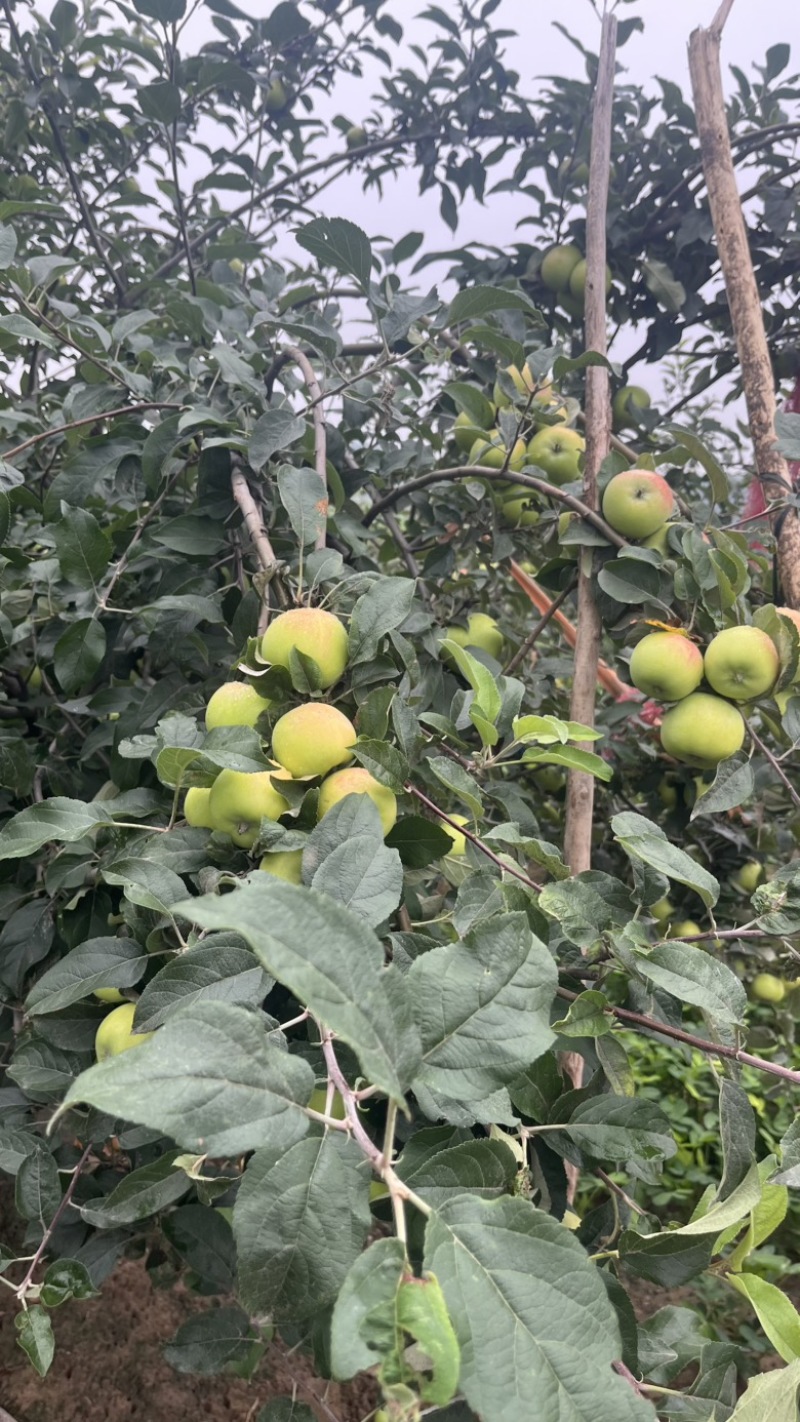 苹果