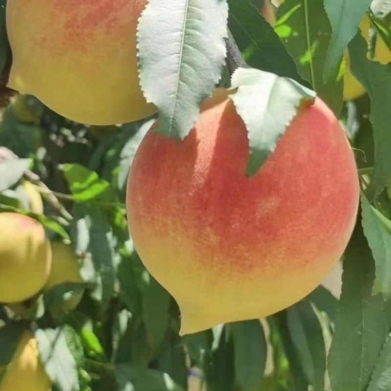 鹰嘴蜜桃