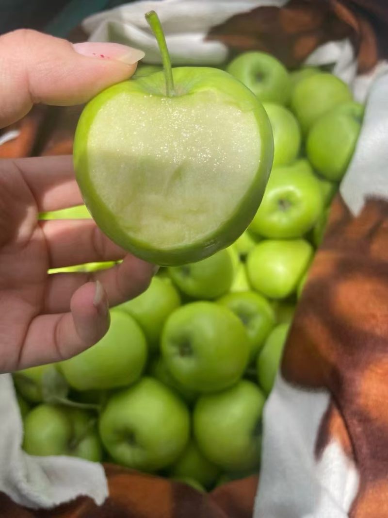 云南昭通青香蕉苹果大量批发