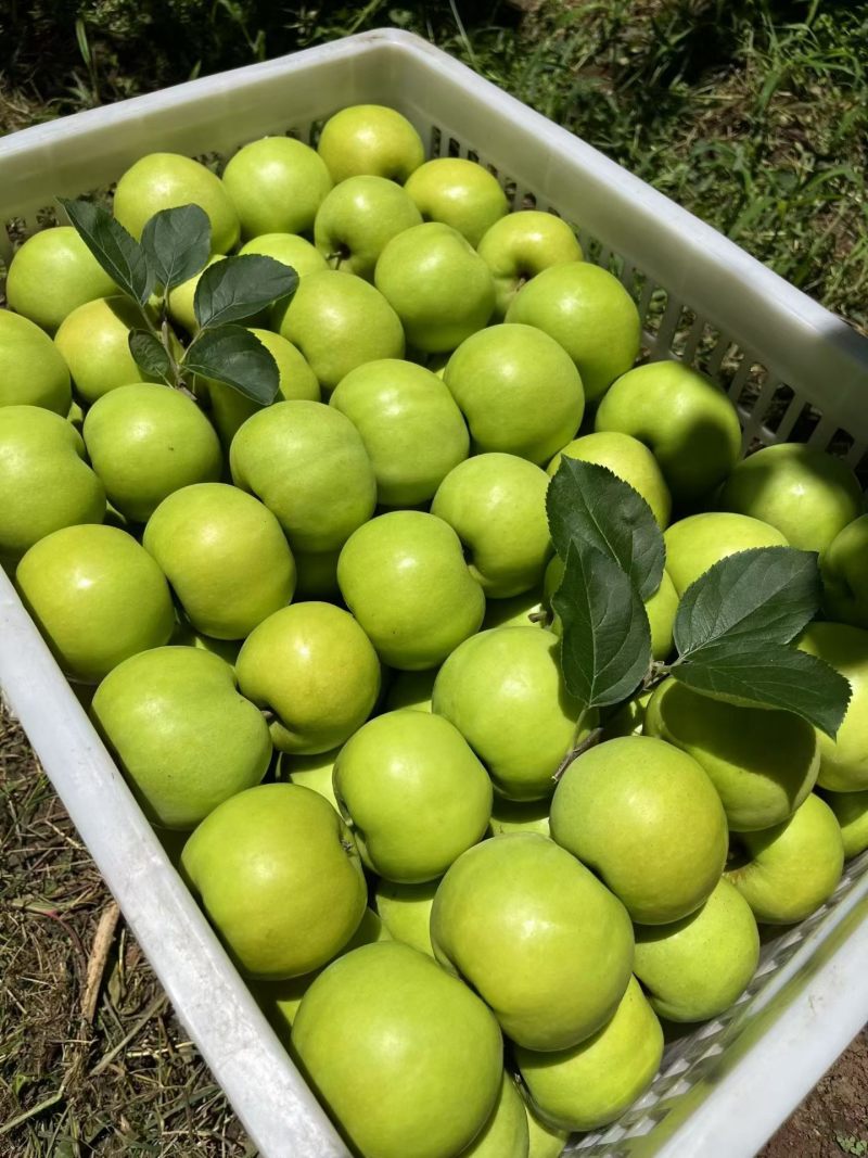 云南昭通青香蕉苹果大量批发