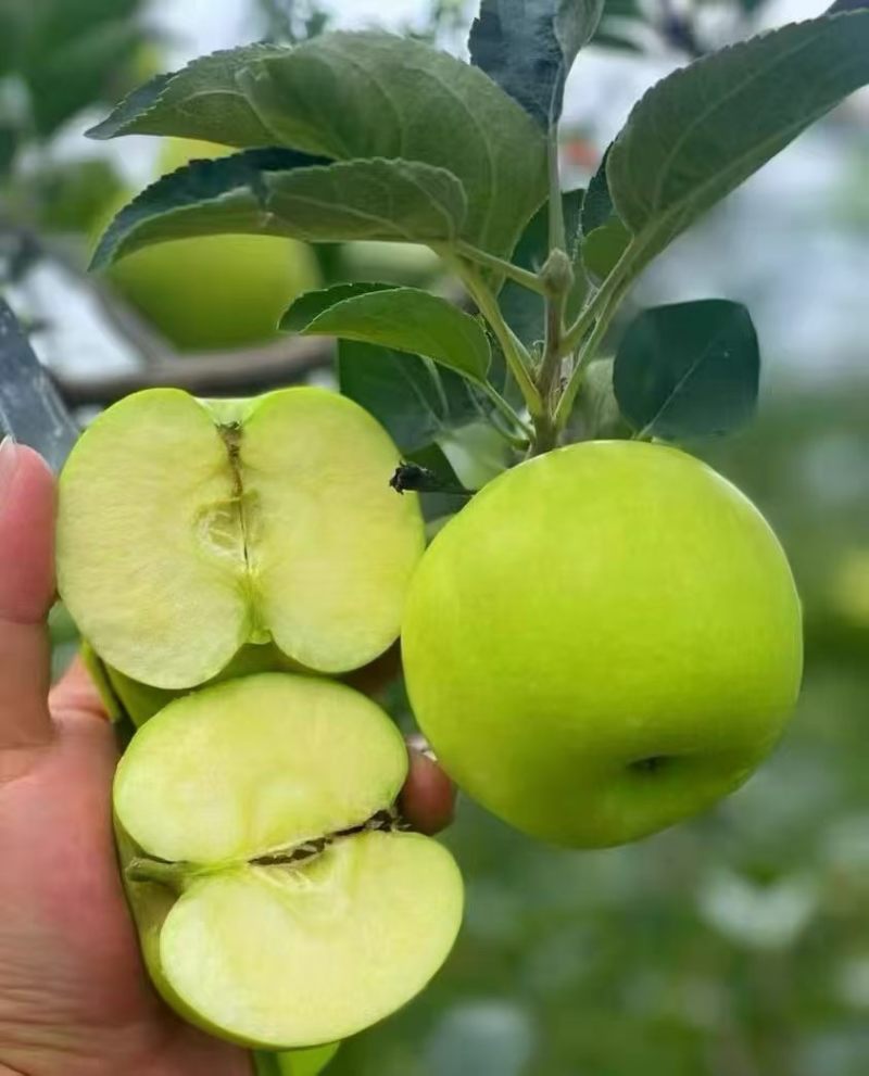 云南昭通青香蕉苹果大量批发