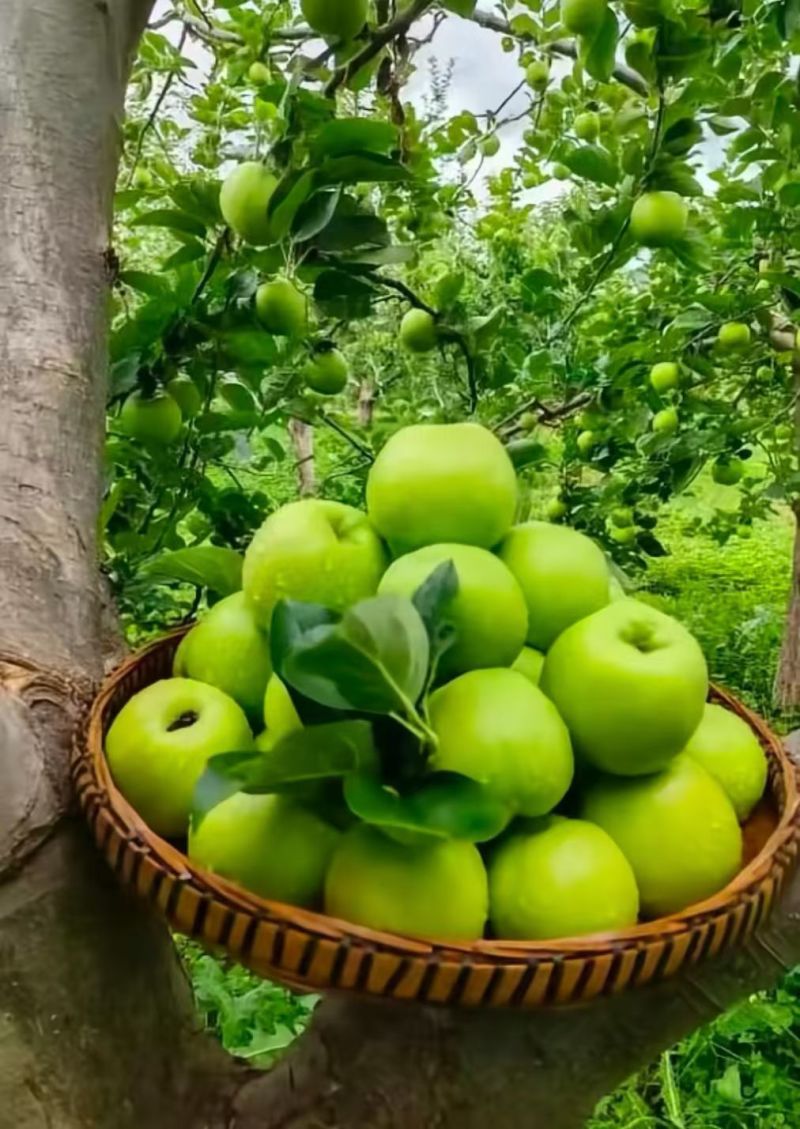 云南昭通青香蕉苹果大量批发