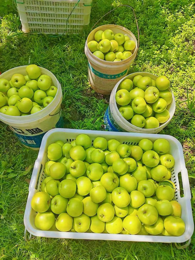 云南昭通青香蕉苹果大量批发