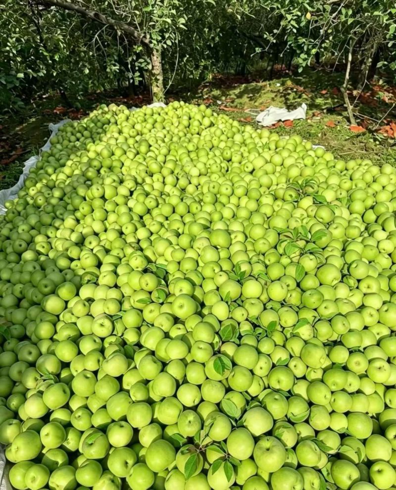 云南昭通青香蕉苹果大量批发