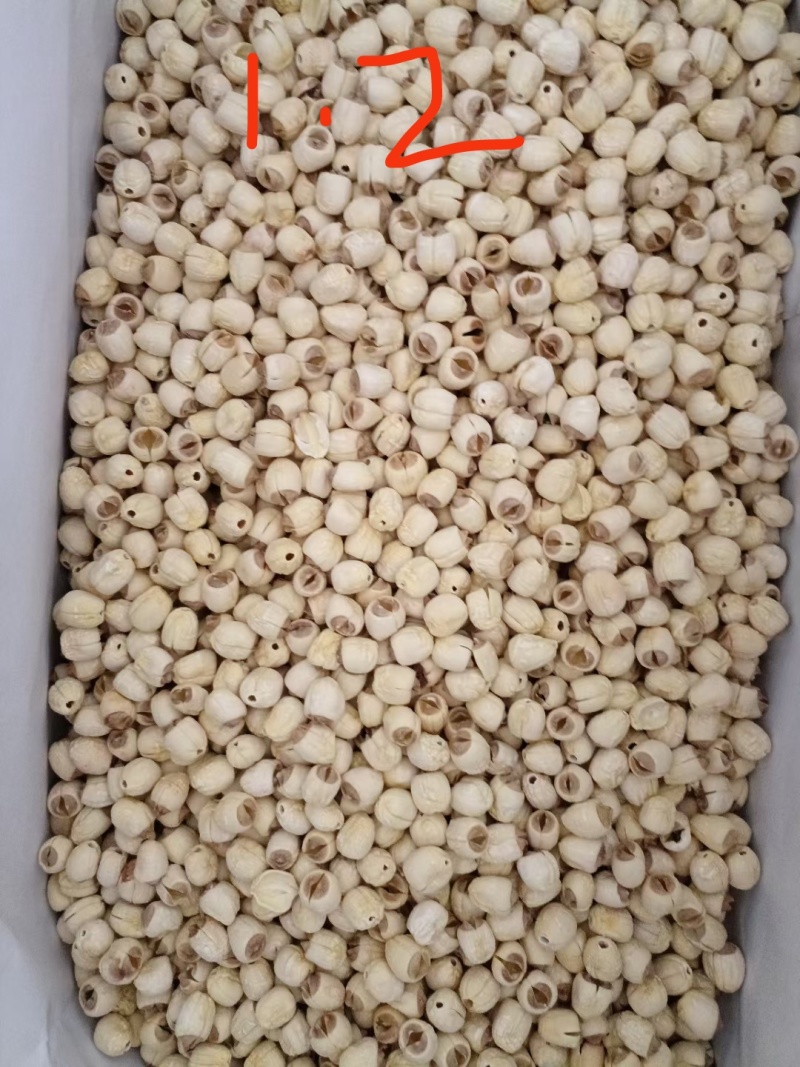江西白莲新货已上市了