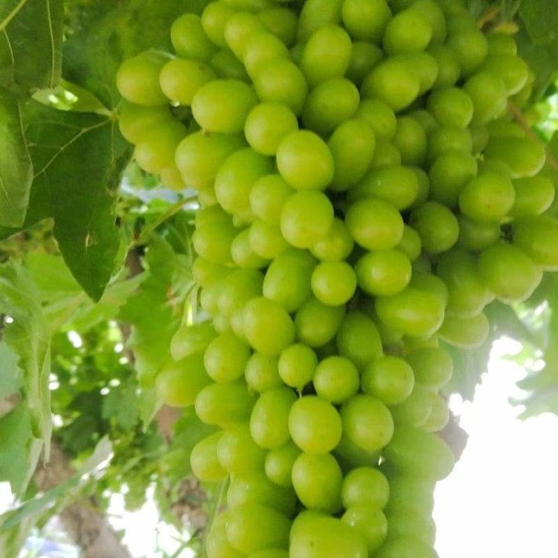 新疆吐鲁番无核白葡萄大量批发