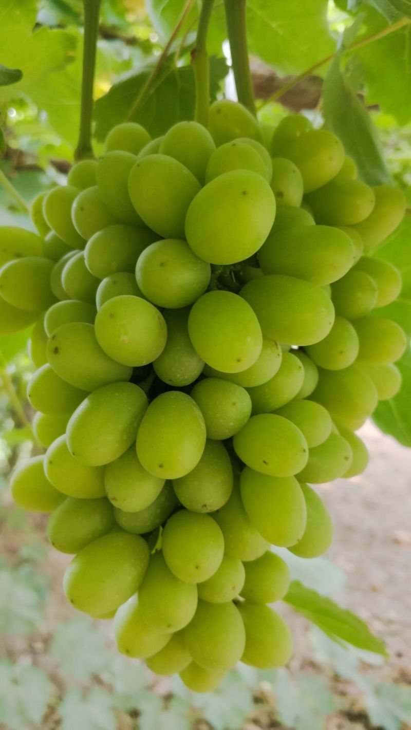 新疆吐鲁番无核白葡萄大量批发
