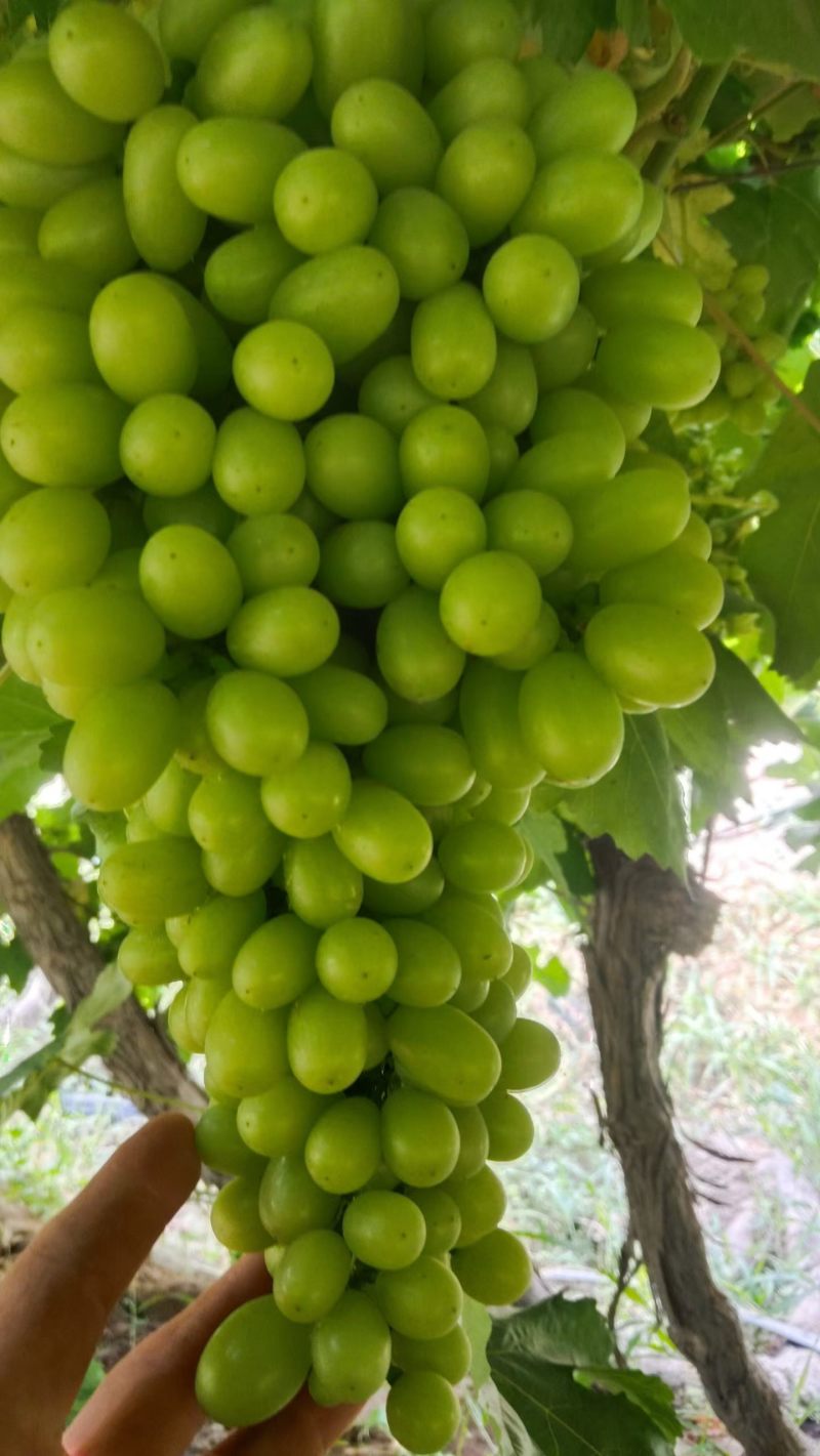 新疆吐鲁番无核白葡萄大量批发