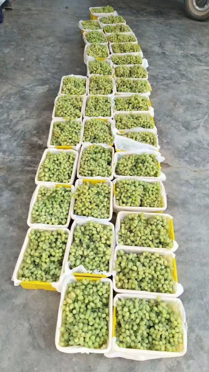 新疆吐鲁番无核白葡萄大量批发
