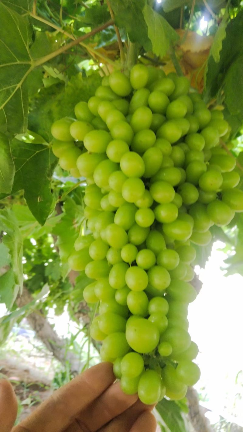 新疆吐鲁番无核白葡萄大量批发