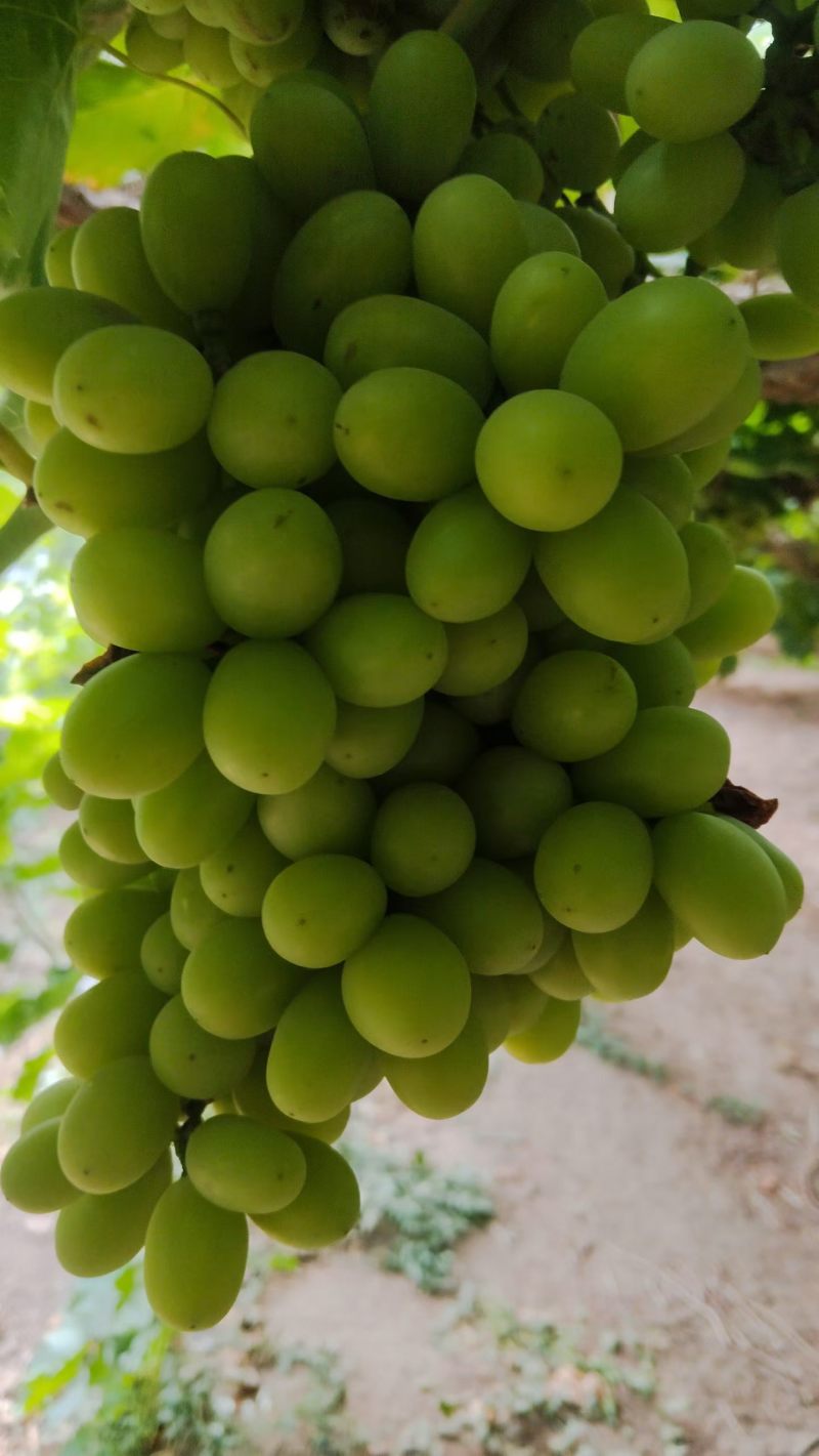 新疆吐鲁番无核白葡萄大量批发