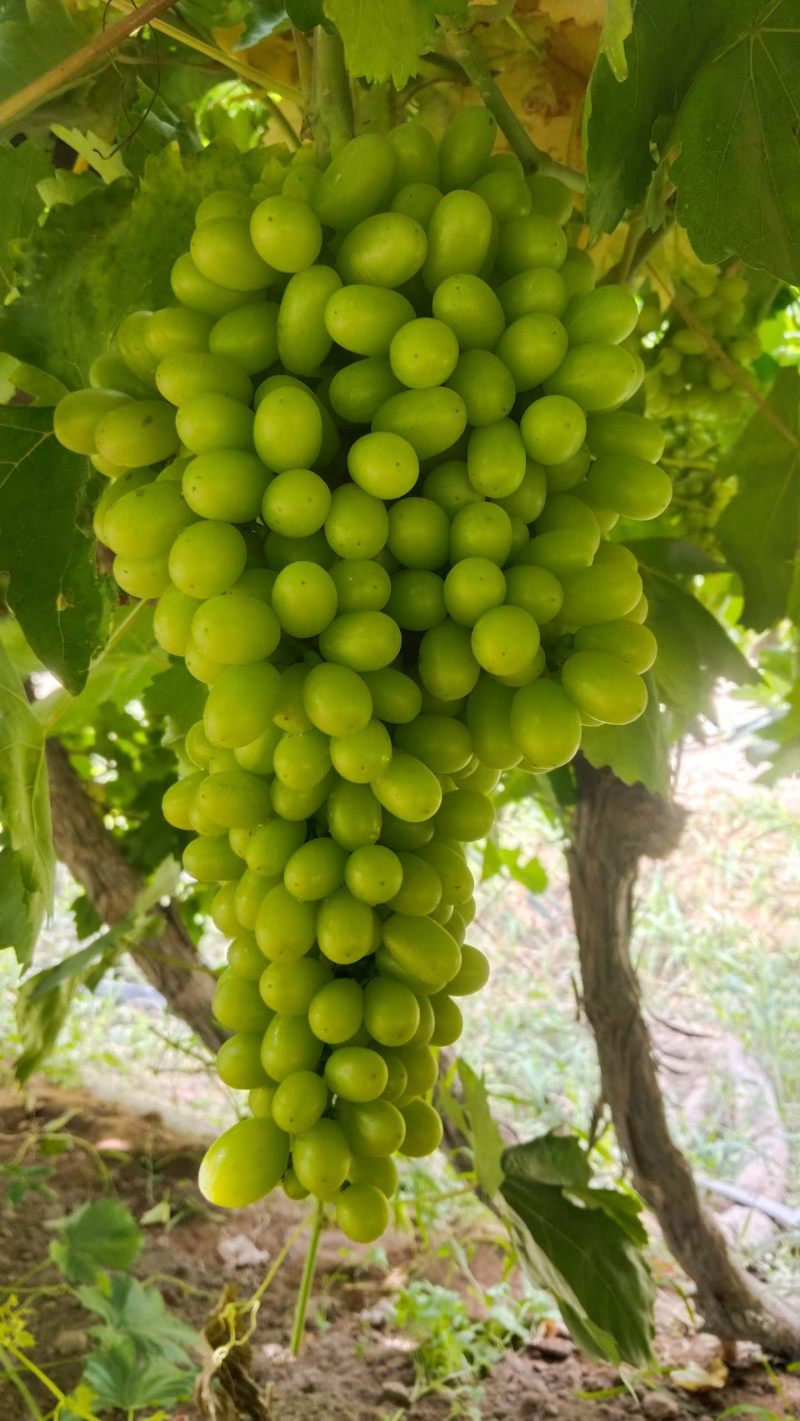 新疆吐鲁番无核白葡萄大量批发