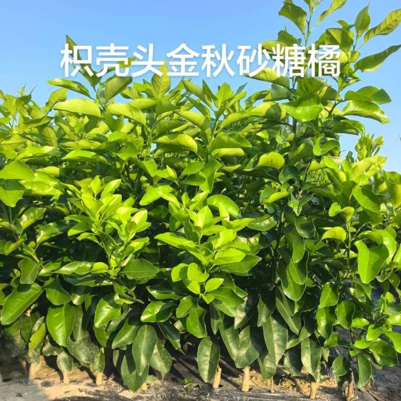 枳壳枮金秋沙糖橘