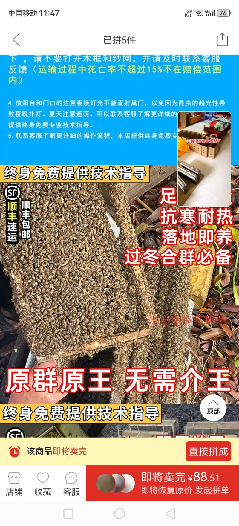 蜜蜂
