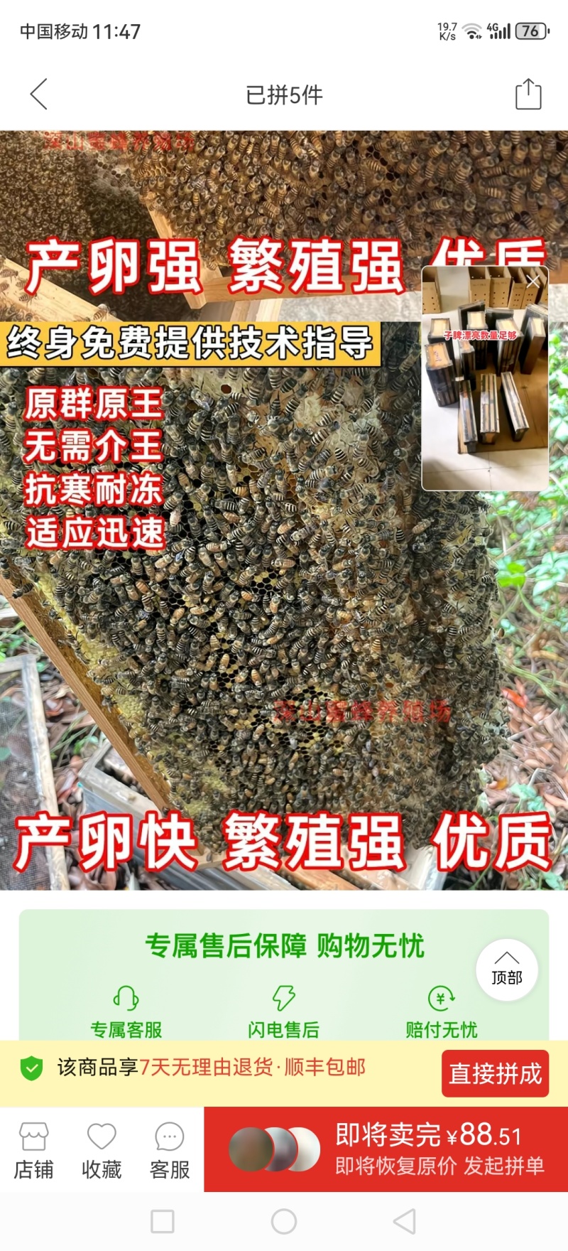 蜜蜂