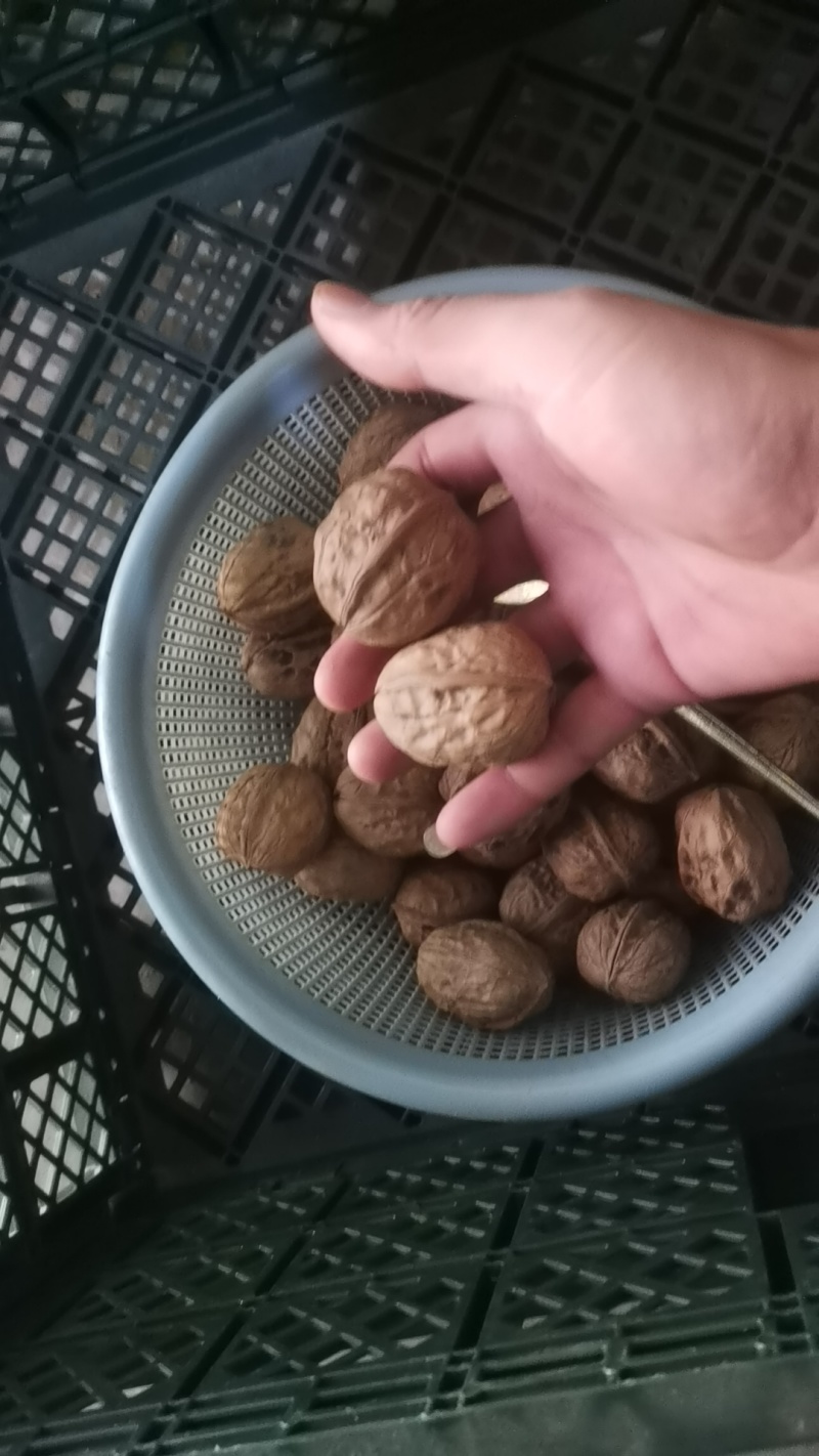核桃