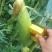 出售糯玉米