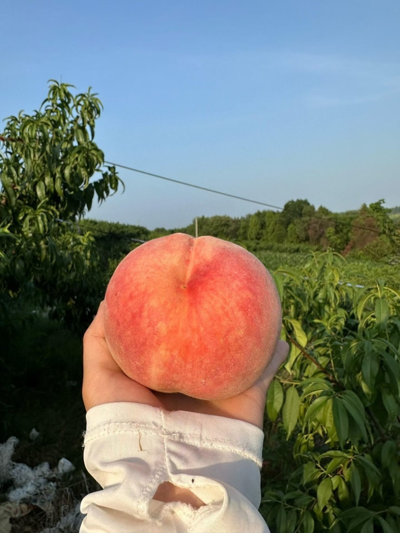 四川湖景水蜜桃上市啦！晚熟的蜜桃超甜
