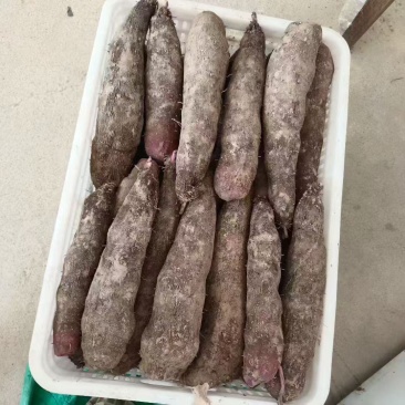 紫玉山药