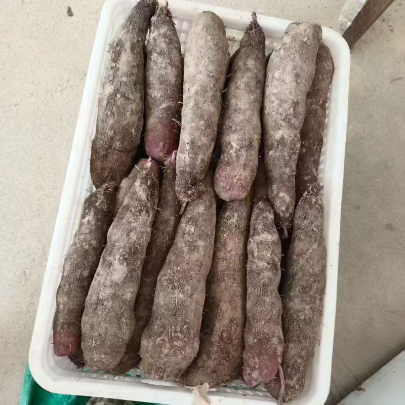 紫玉山药