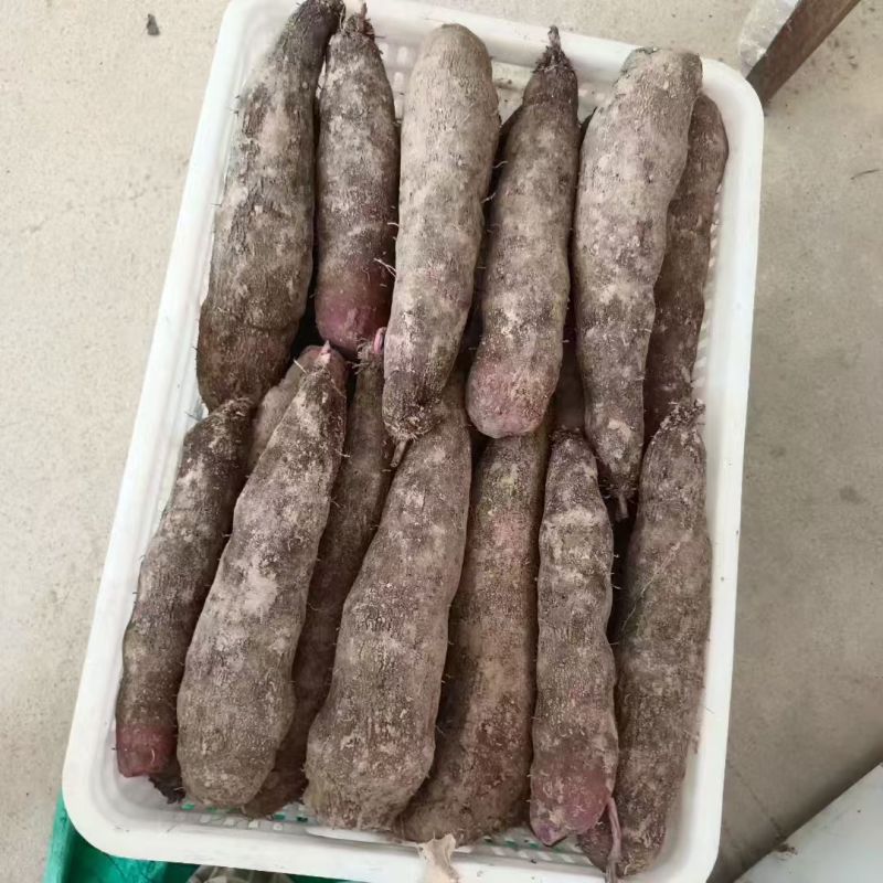 紫玉山药