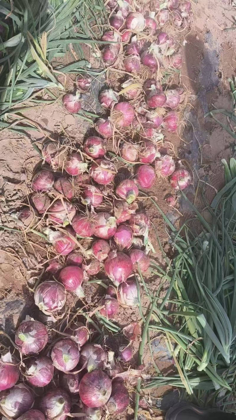 甘肃张掖300亩秦红宝洋葱即将开挖***********